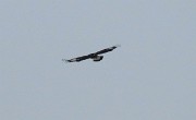 60 Aquila...